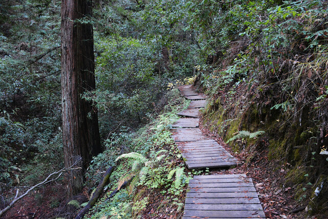 Loma Prieta Grade as a boardwalk