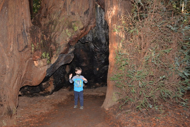 Julian in a hollow redwood tree