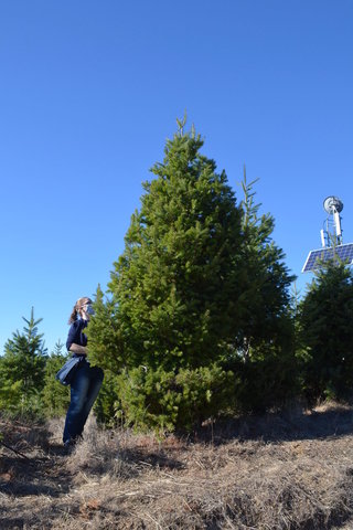 Kiesa surveys a candidate Christmas tree