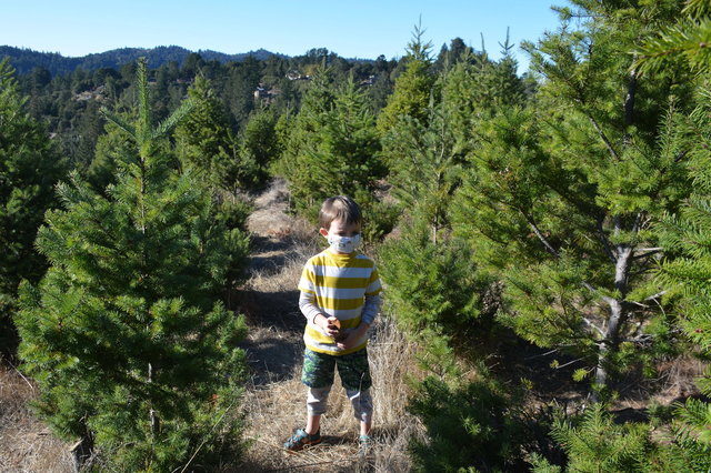 Julian looks at Christmas trees