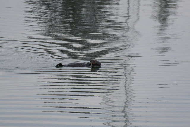 Sea otter swimming in Elkhorn Slough