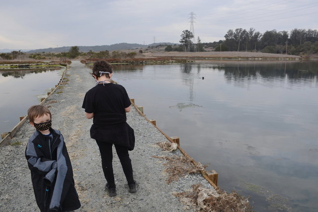 Julian and Calvin are not looking at the sea otter swimming in the slough