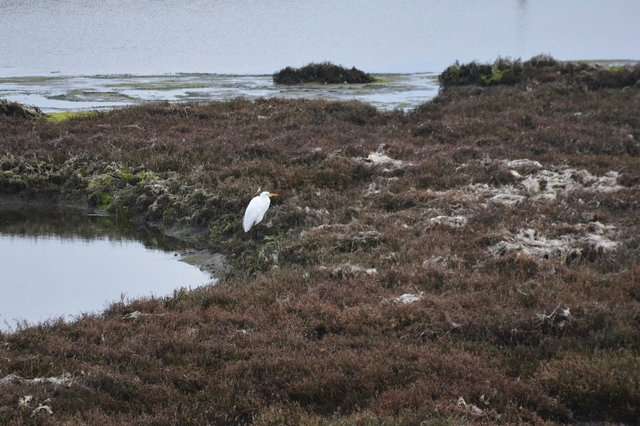 Great egret at Elkhorn Slough