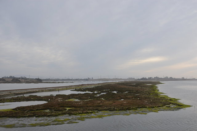 Salt marsh at Elkhorn Slough