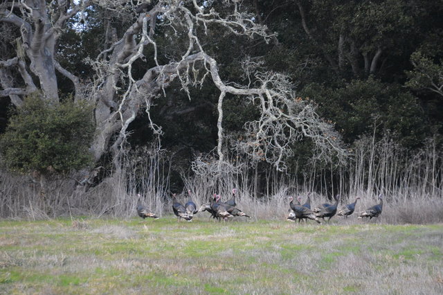 Feral turkeys at Elkhorn Slough