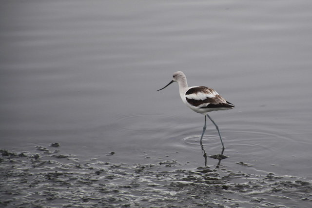 American Avocet