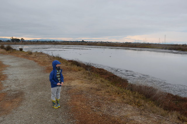 Julian looks out at Baylands