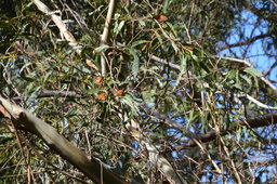 Monarch butterflies in a eucalyptus tree