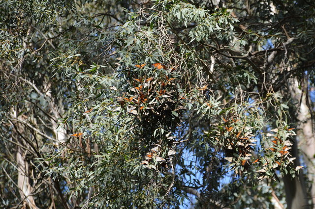 Monarch butterflies at Natural Bridges State Park