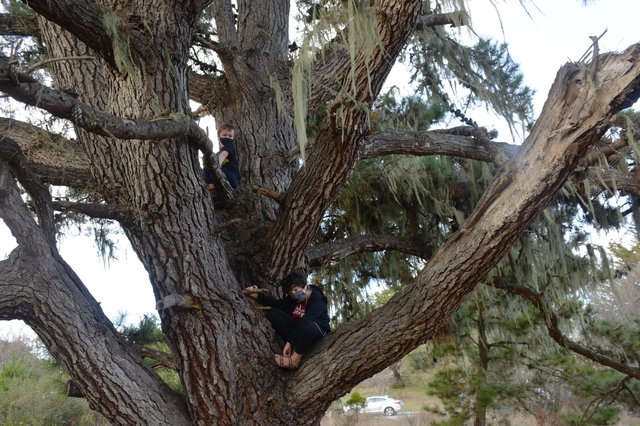 Julian and Calvin perched in a pine tree