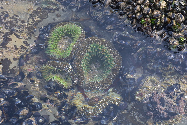 Sea anemone tide pool