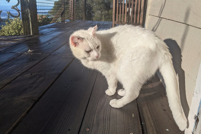 Willow looks outside after the rain stops