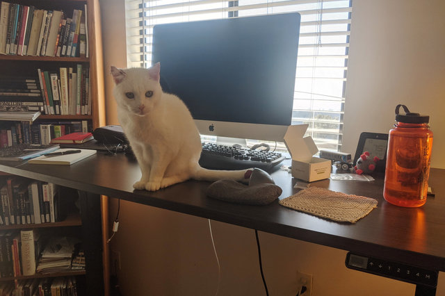 Willow on the standing desk