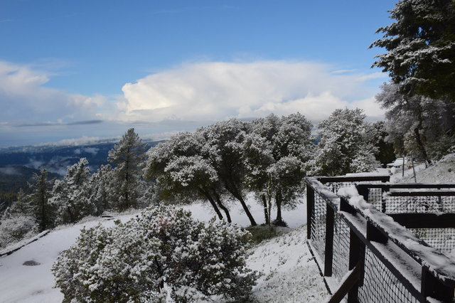 Snow on the trees