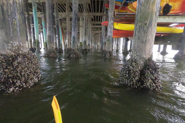 Kayaking under Santa Cruz Pier