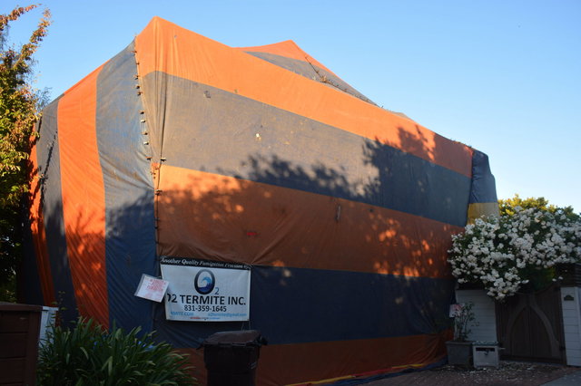 Fumigation tent over the garage