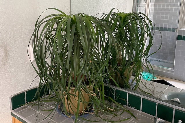 Ponytail palm in cyperpunk bathroom