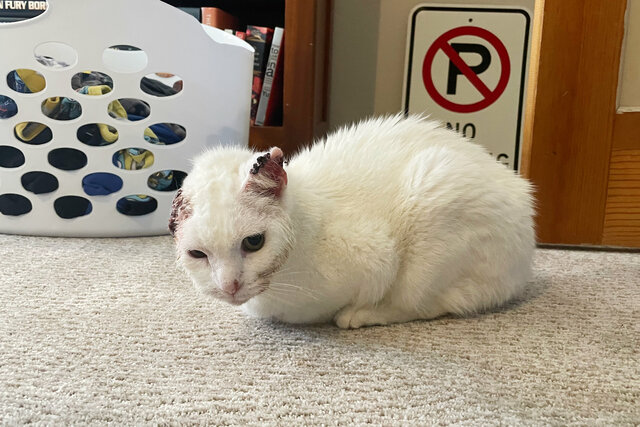 Willow sits on the carpet