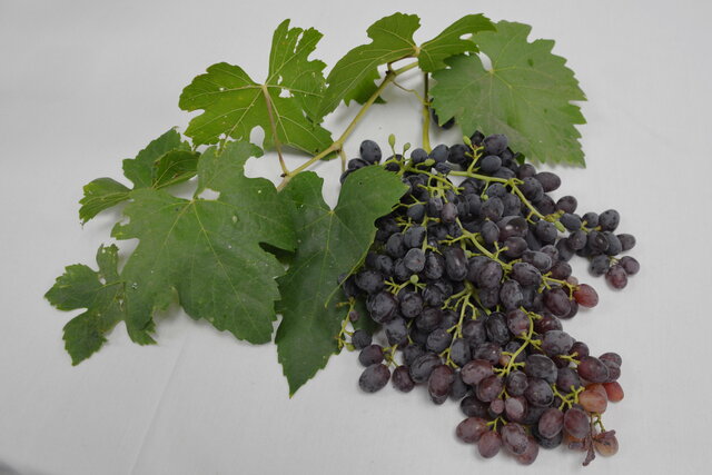 Grapes decorating the wedding reception