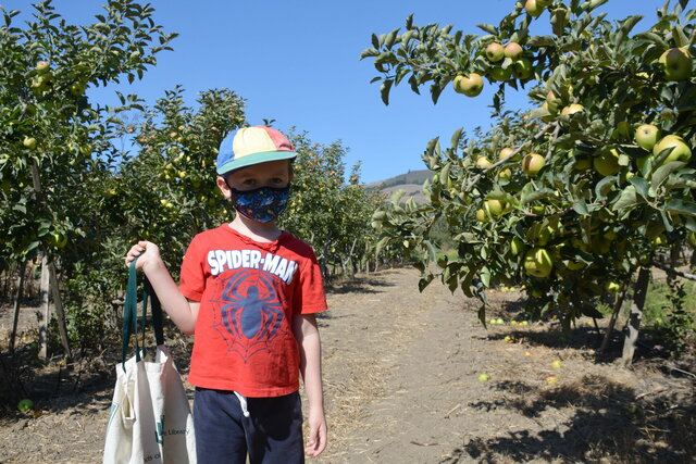 Julian in the apple orchard at Gizdich Ranch