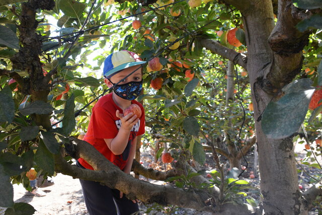 Julian picks a gala apple at Gizdich Ranch