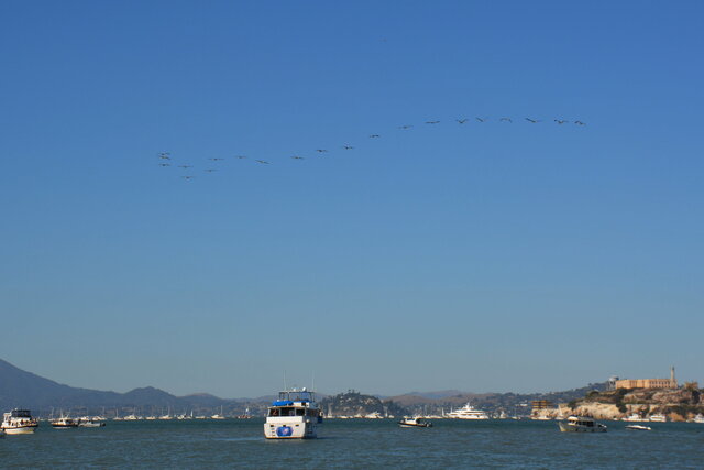 Pelicans fly in formation over the bay at Fleet Week