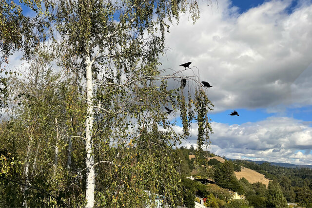 Crows circling in the birch tree