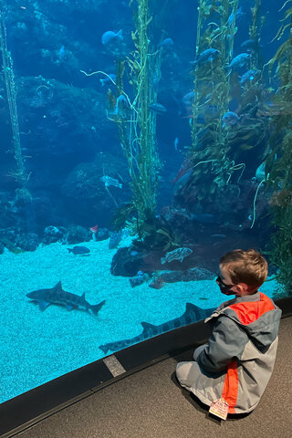 Julian watches the leopard sharks