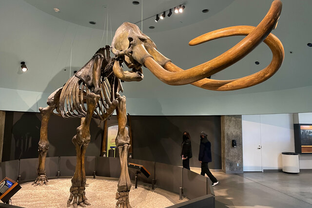 Columbian mammoth skeleton at the La Brea Tar Pits