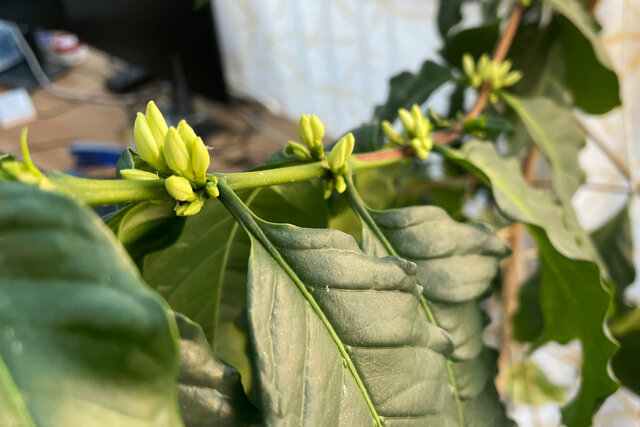 Coffee tree budding