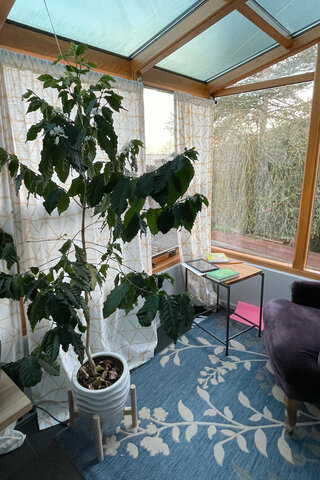 Coffee tree in the sun room