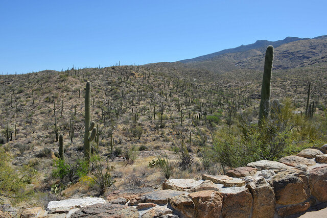 Saguaro National Park