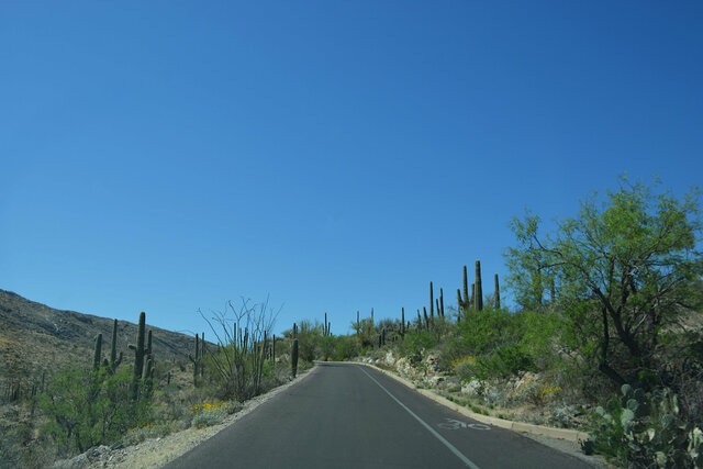 Cactus Forest Drive in Saguaro National Park