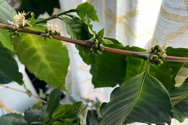 Coffee cherries begin to form