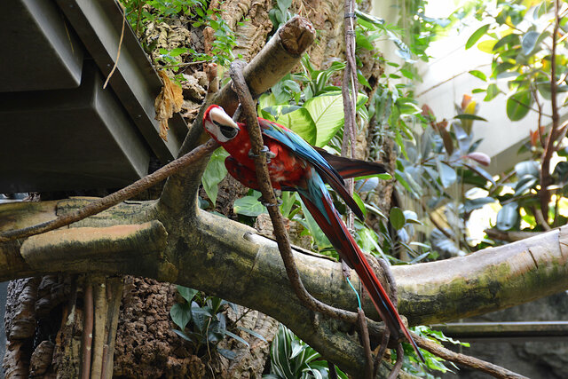 Parrot at the Central Park Zoo