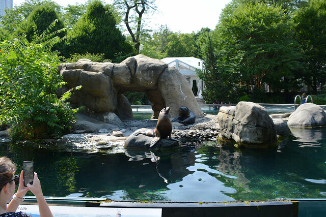 California sea lions at the Central Park Zoo