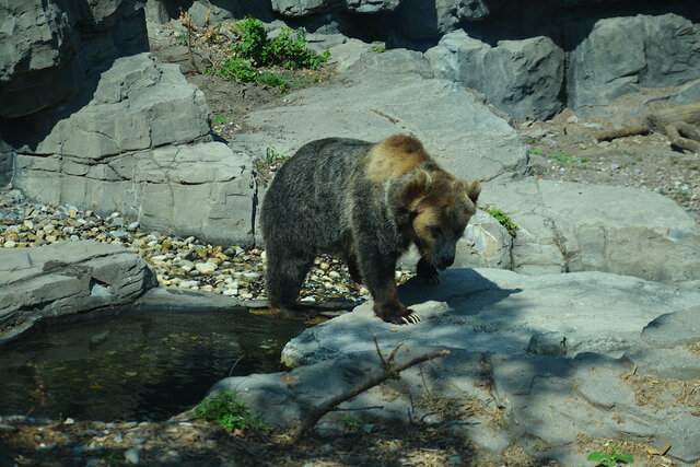 Grizzly bear at the Central Park Zoo