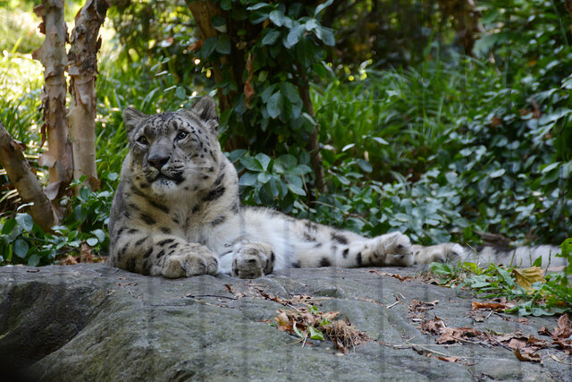 Snow leopard at the Central Park Zoo