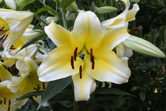 Lilly blooming at The Butchart Gardens