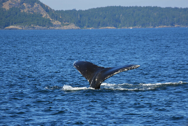 Humpback whale tail