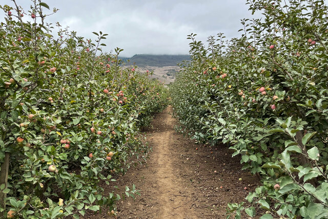 Apple orchard at Gizdich Ranch