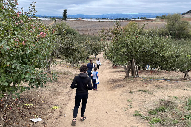 Calvin, Kiesa, and Julian picking apples at Gizdich Ranch