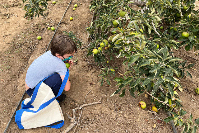 Julian picks apples at Gizdich Ranch