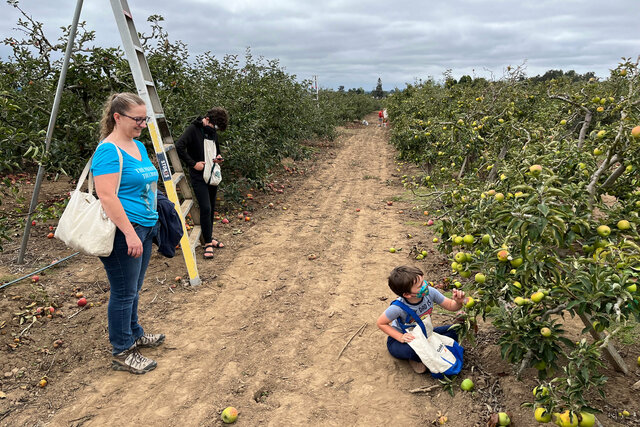 Kiesa, Calvin, and Julian pick apples at Gizdich Ranch