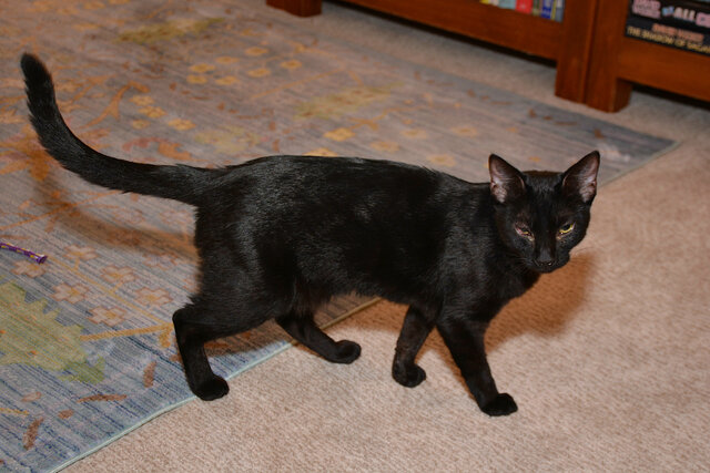 Rio stalks on the carpet