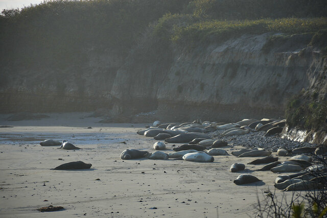 Elephant seals on the beach at Ano Nuevo State Park