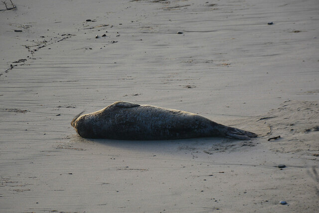 Elephant seal on the beach at Ano Nuevo State Park