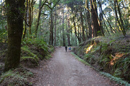 Calvin and Julian walk through the forest