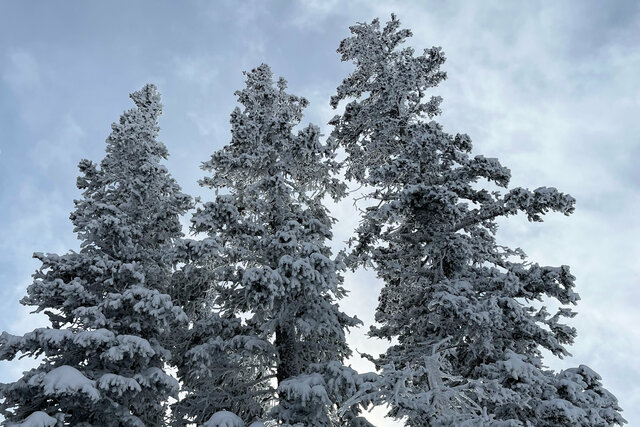 Trees covered in snow