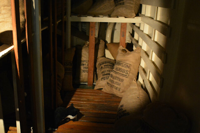 Able seacat in the potato stores on HMS Belfast